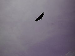 photo "flying alone"