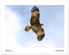 photo "Power of Wings - 04"