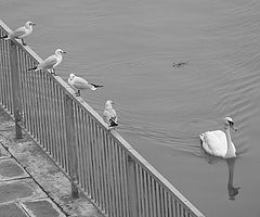 фото "Guard of Honour"