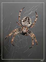photo "Late dinner 2"