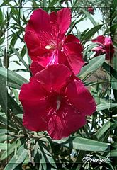 фото "Dream in Red"