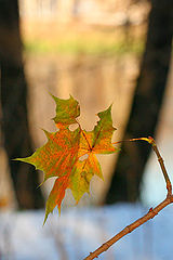 фото "last"