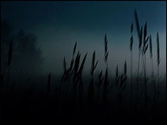 photo "Foggy night"