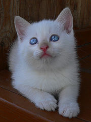 photo "Rural baby-cat"