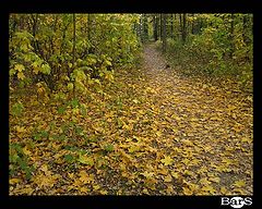 photo "Fall Of Leaves"