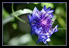 photo "Sparkling Flower"