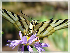 photo "babochka"