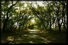 photo "In a shadow of trees"