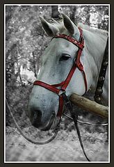 фото "Портрет лошади"