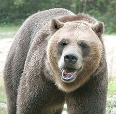 photo "giant grizzly resubmit"