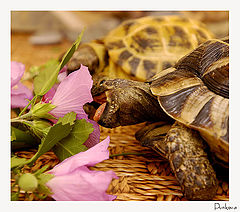 photo "Hungry"