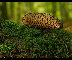 фото "Cone"