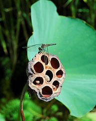 photo "Lotus and Dragonfly"