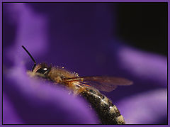 photo "Bee and summer"