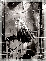 photo "In fact there were wings"