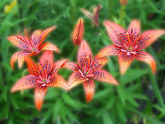 photo "Stars in a grass"