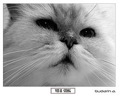 фото "Vita Sting"