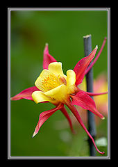 photo "***"