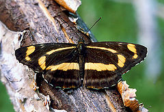 photo "Glider"