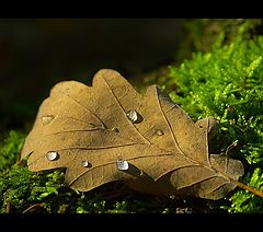 фотоальбом "Forest"