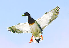 photo "mallard in flight"