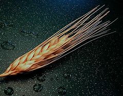 photo "wheat"