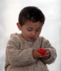 фото "tasty tomato"