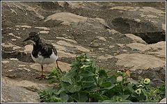 photo "The little seagull"