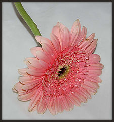 фото "cry"