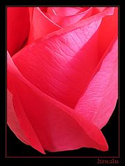 photo "And petals of roses... As lips..."
