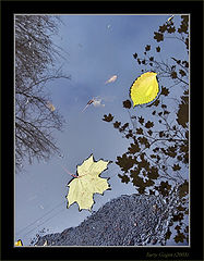photo "Fallen in the sky"