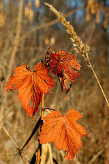 photo "Till the spring"
