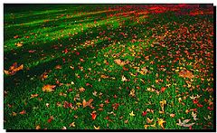 photo "Just Colors"