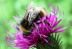 photo "thistle with bumblebee"