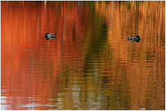 photo "November Indian summer in Boston, or bad blood in the family"