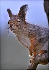 photo "Cloudy day squirrel"