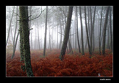photo "Forest in the Autumn"