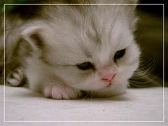 photo "Curiosity"