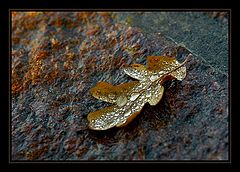 photo "Morning drops..."