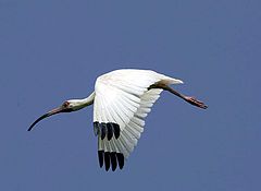 photo "white ibis in flight"