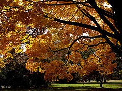 фото "Fall'sColor"