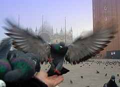photo "***"