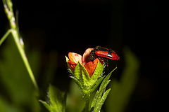 фото "Red beetle"