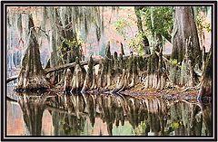 фото "Cypress Tree Roots"