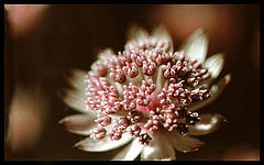 фото "a flower on dark background"