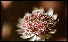 photo "a flower on dark background"
