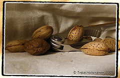 photo "almonds"