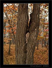 photo "The Kiss of the Fall"