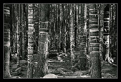 фото "... и никого"