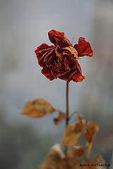 photo "broken"